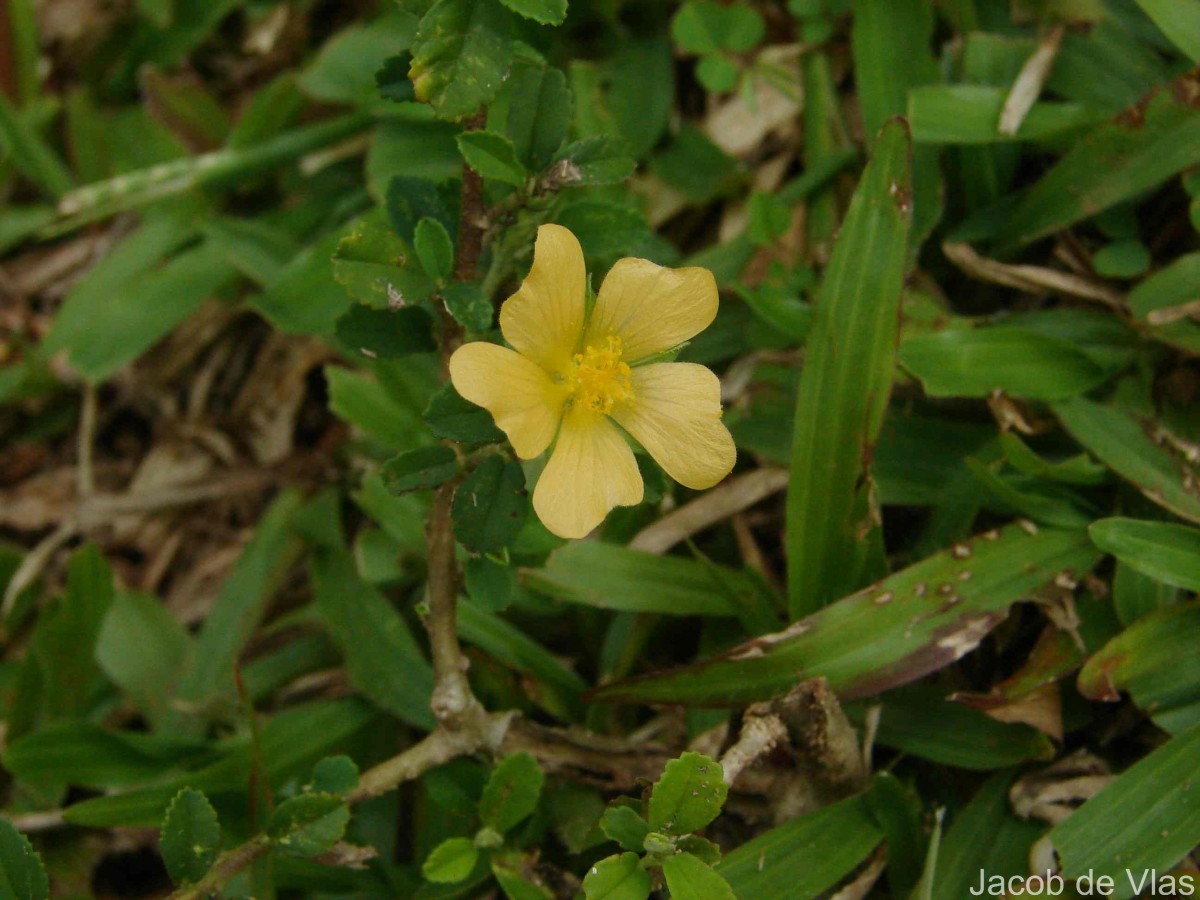 Sida rhombifolia subsp. alnifolia (L.) Ugbor.